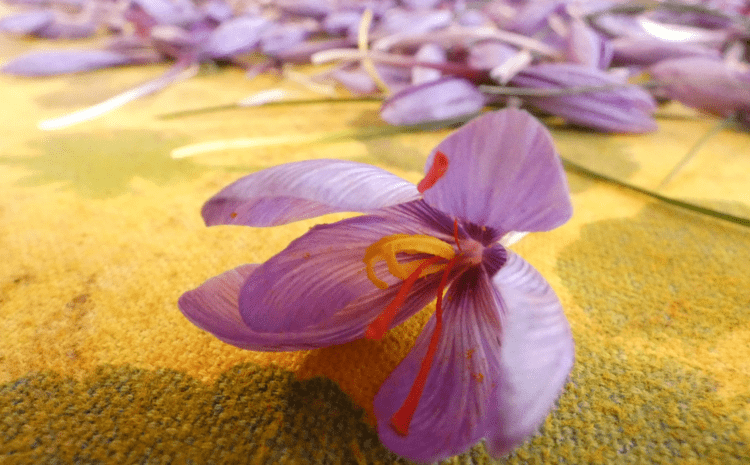 Safranın Antidepresan Etki Potansiyeli